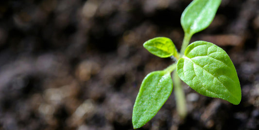AromaStoic Living: Choosing Influence Over Control